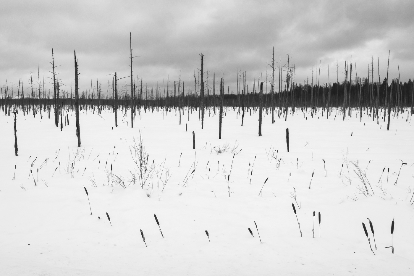 Жизнь вокруг