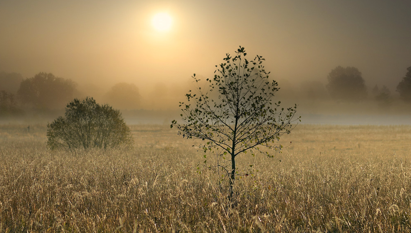 Позолоченный туман.