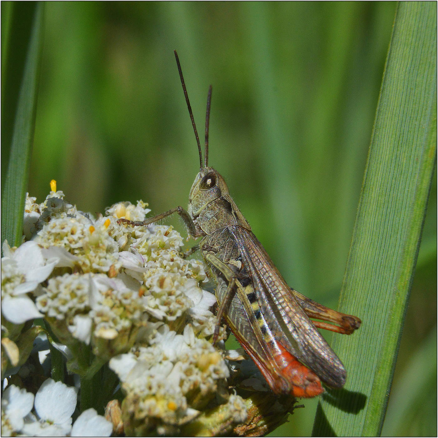 Букет На День Рождения.