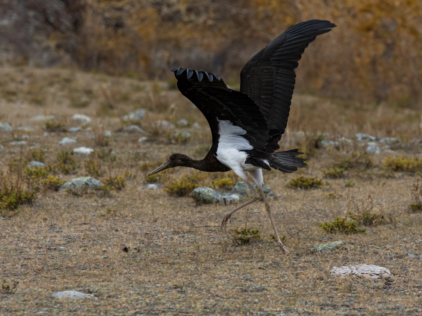 Чёрный аист