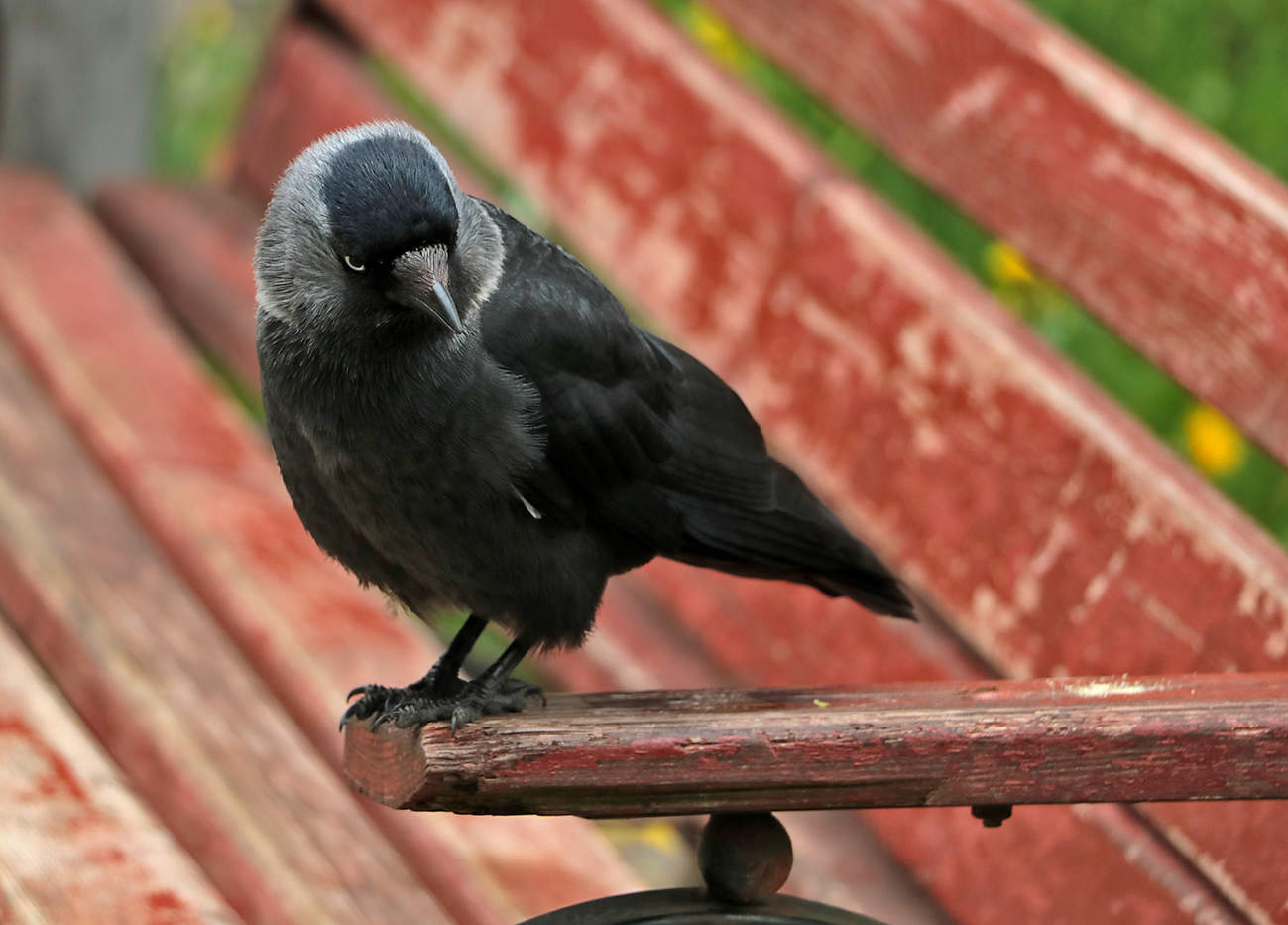 Любопытная галка