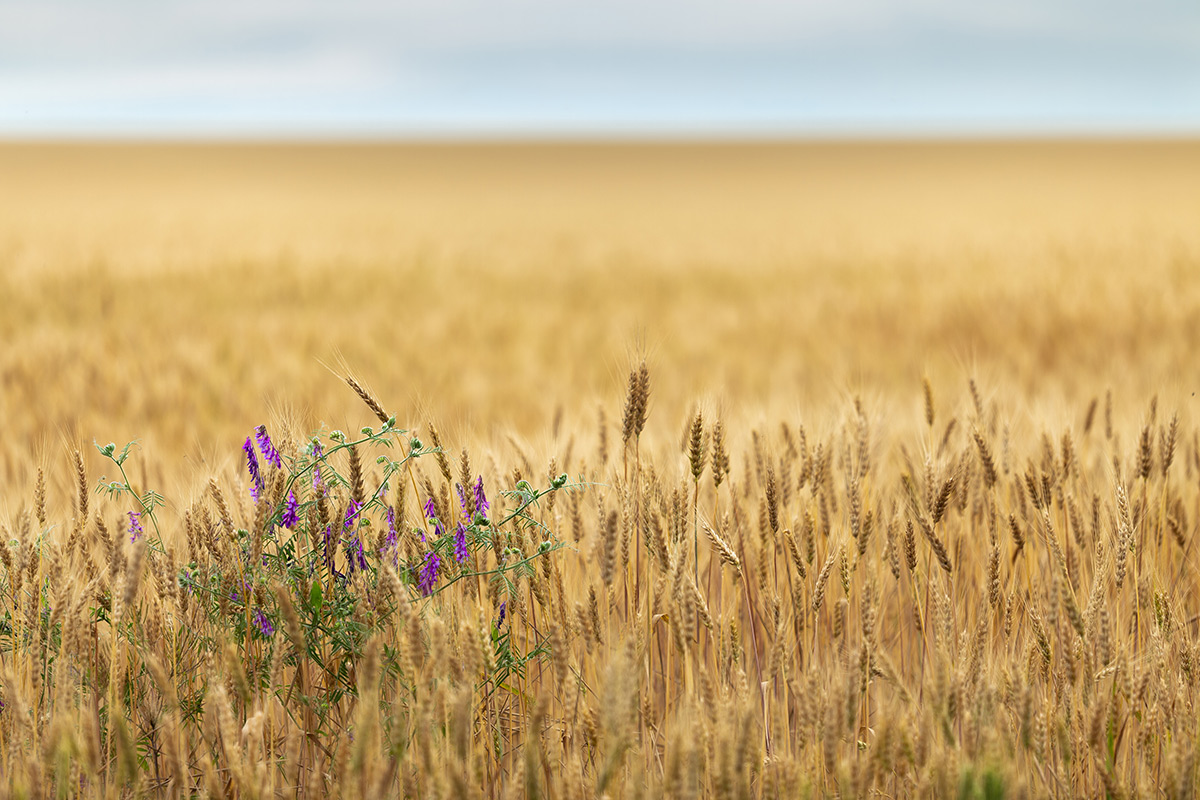 Заметки на полях