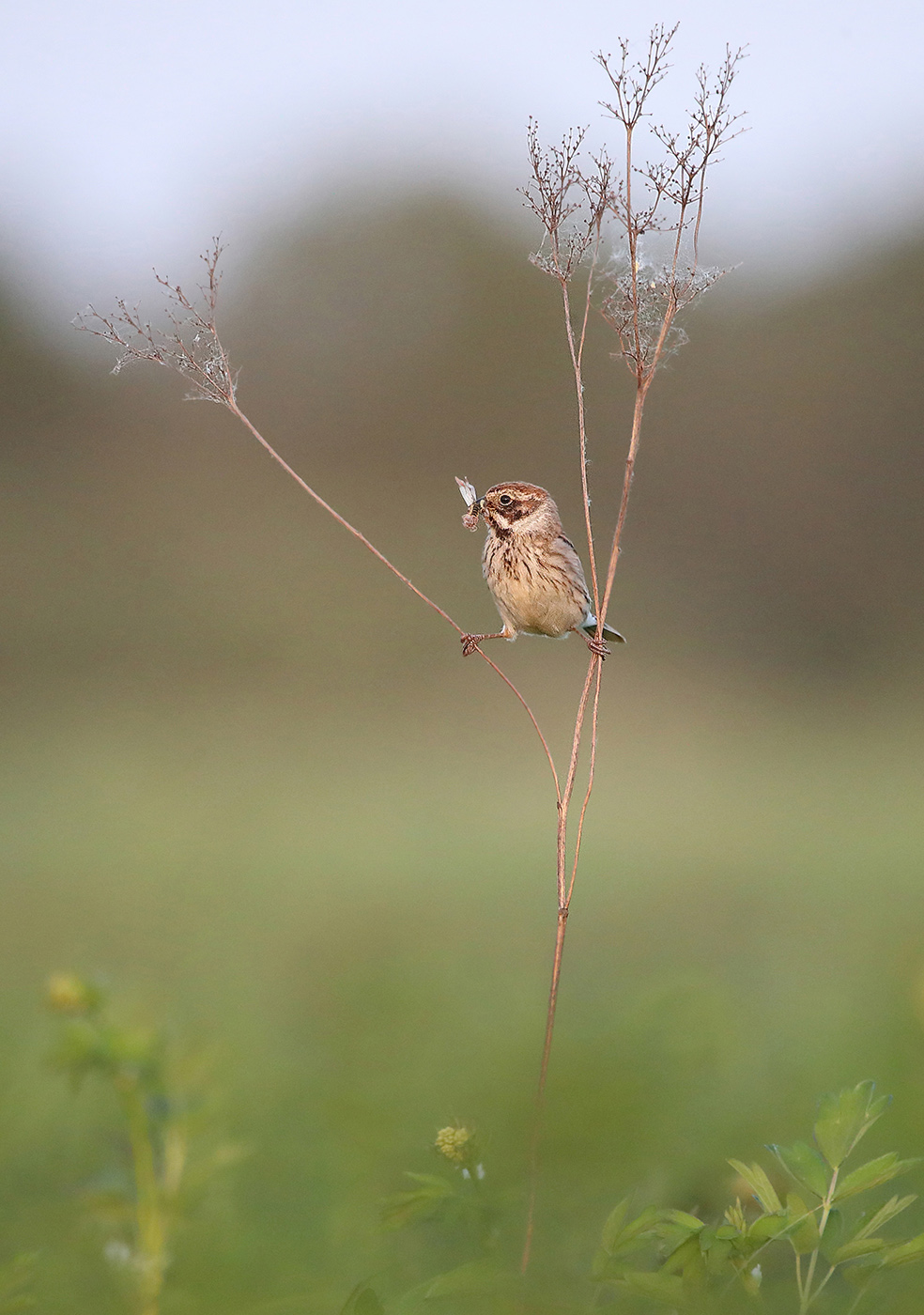 сел на шпагат