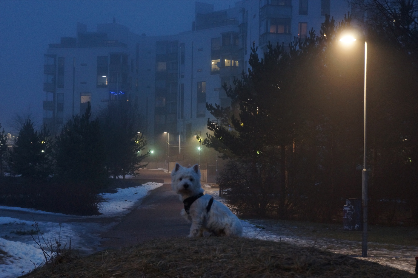 Туманным февральским вечером