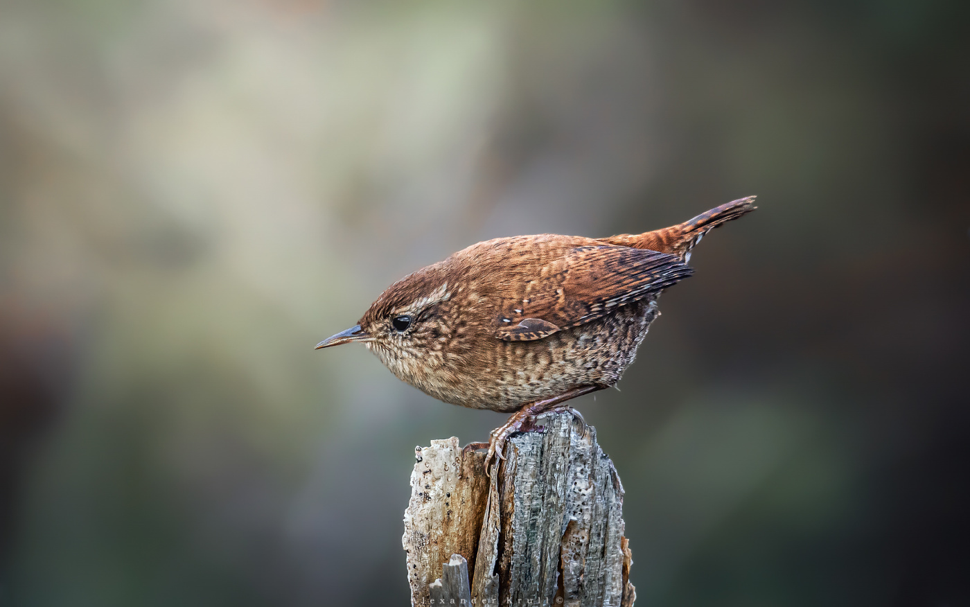 Недовольство