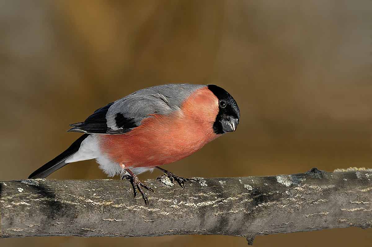 Любопытный.