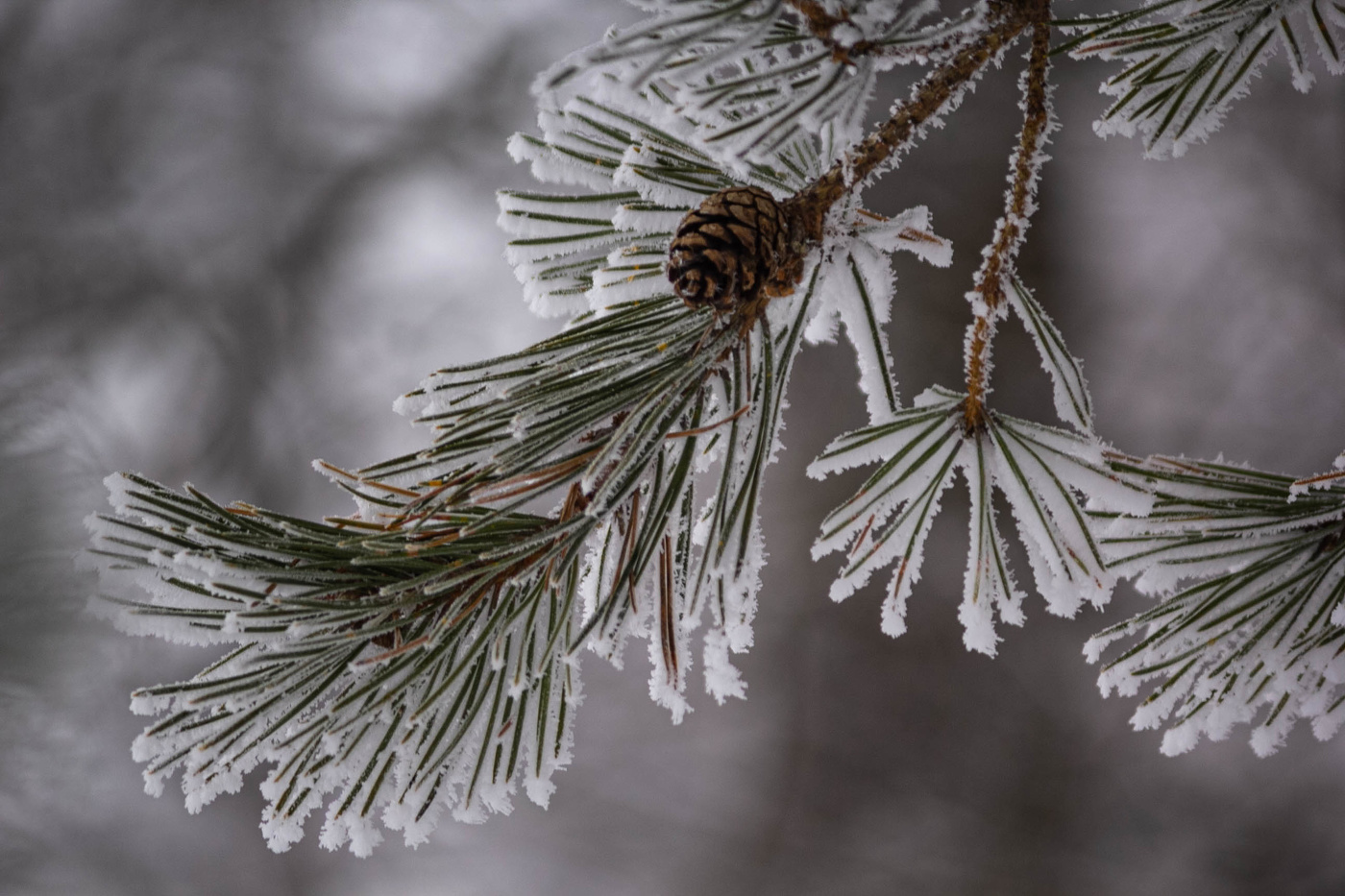 Ветка сосновая