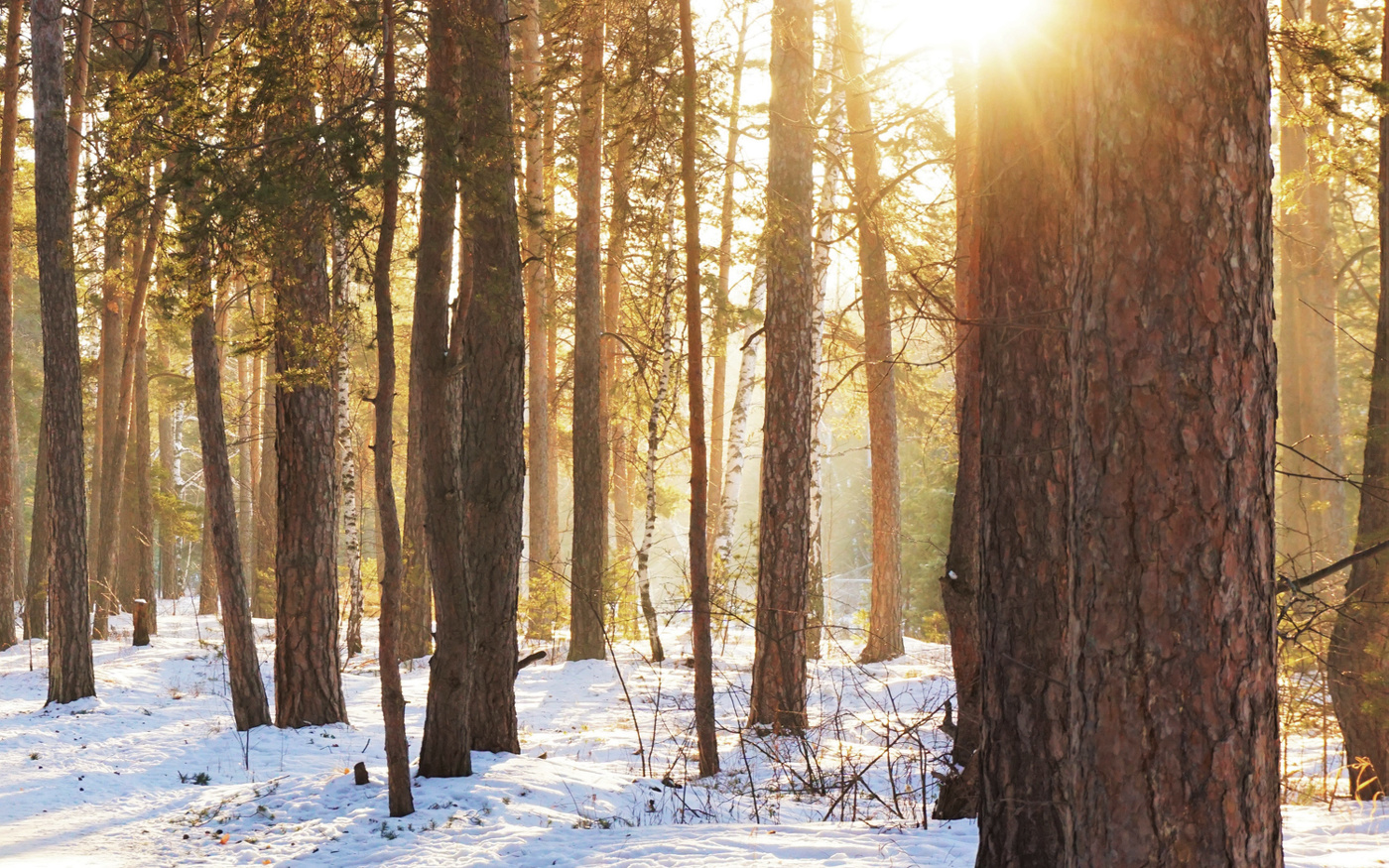 Лес янтарный, солнца свет...