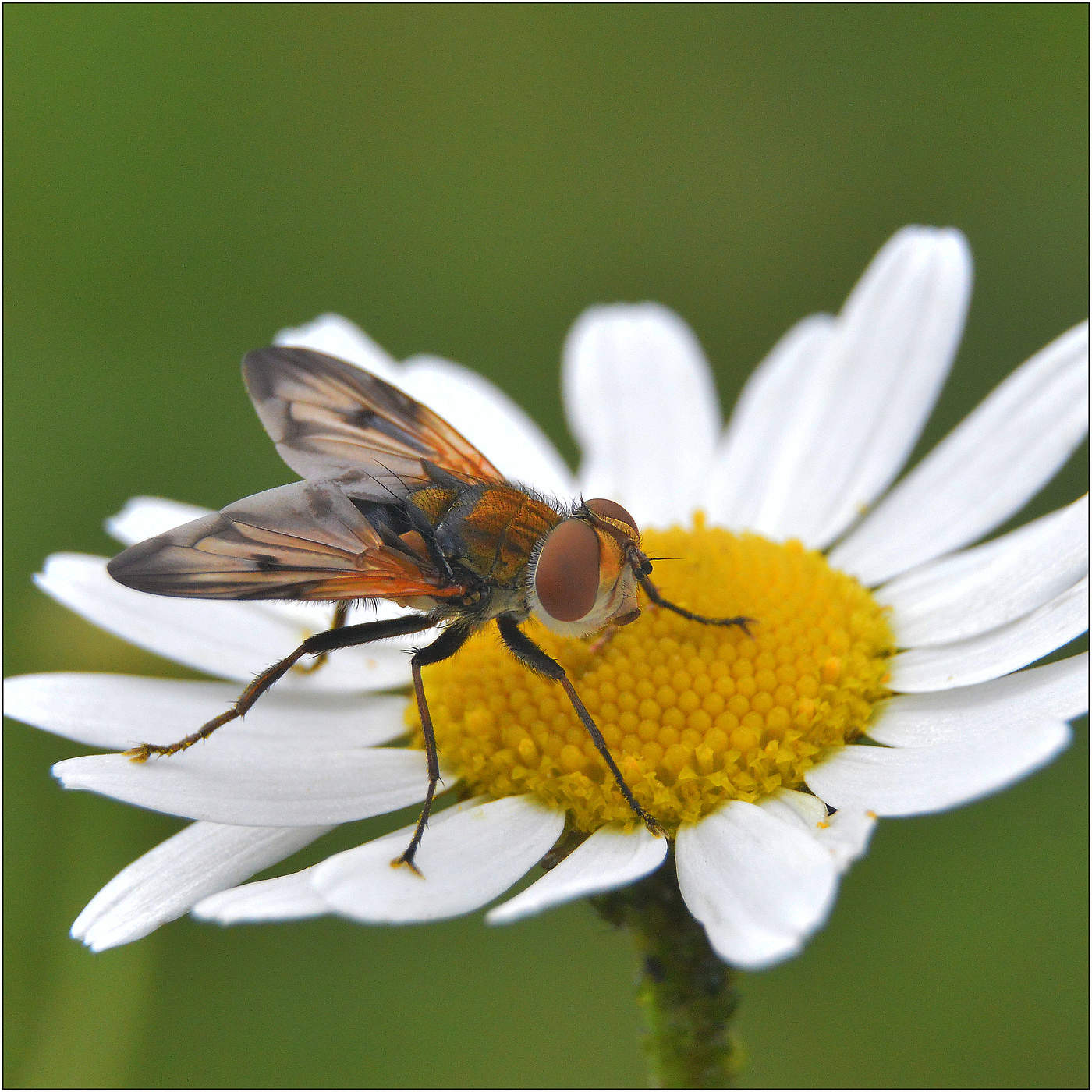 Ежемуха толстокрылая.