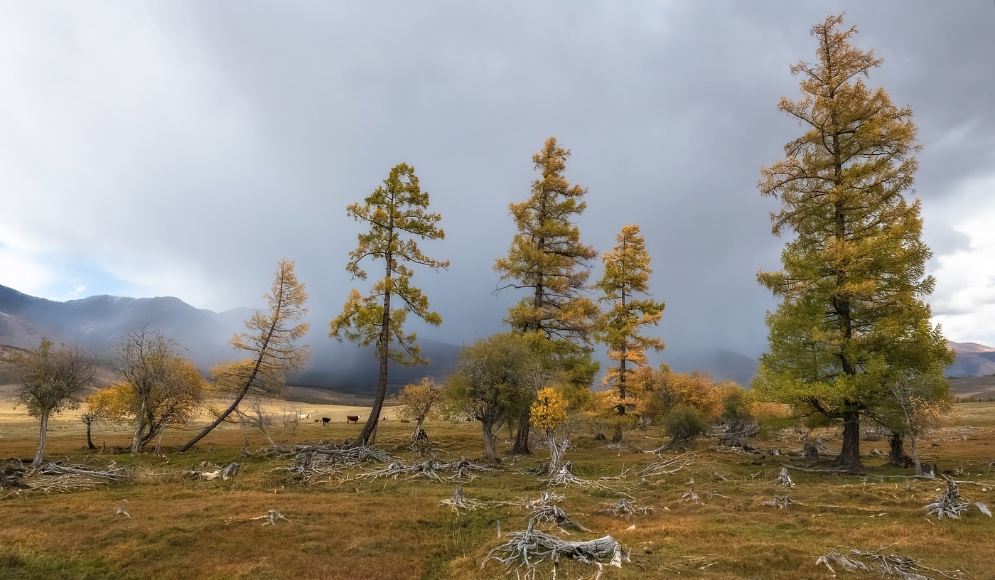 Старая посадка