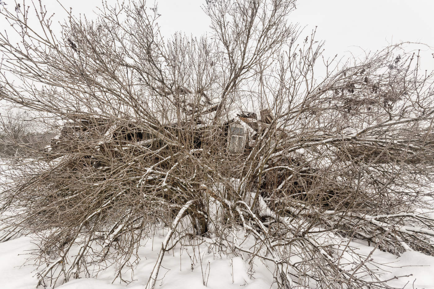 Жизнь вокруг