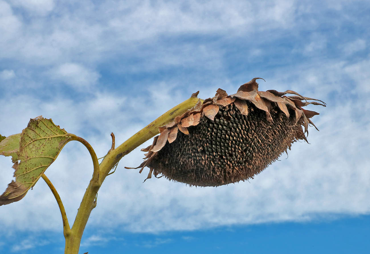Что подсолнушек невесел, что головушку повесил?