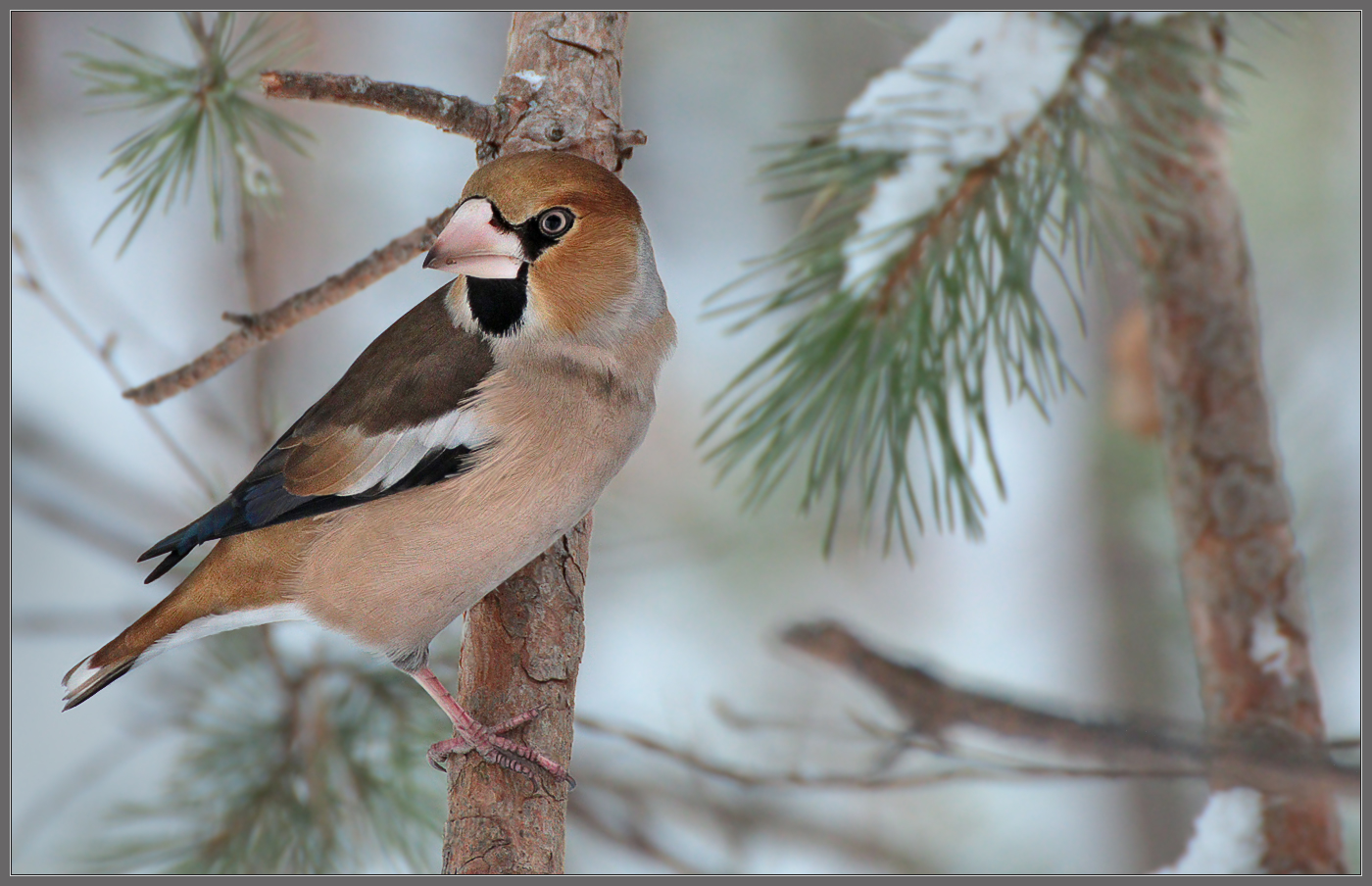В заснеженном бору