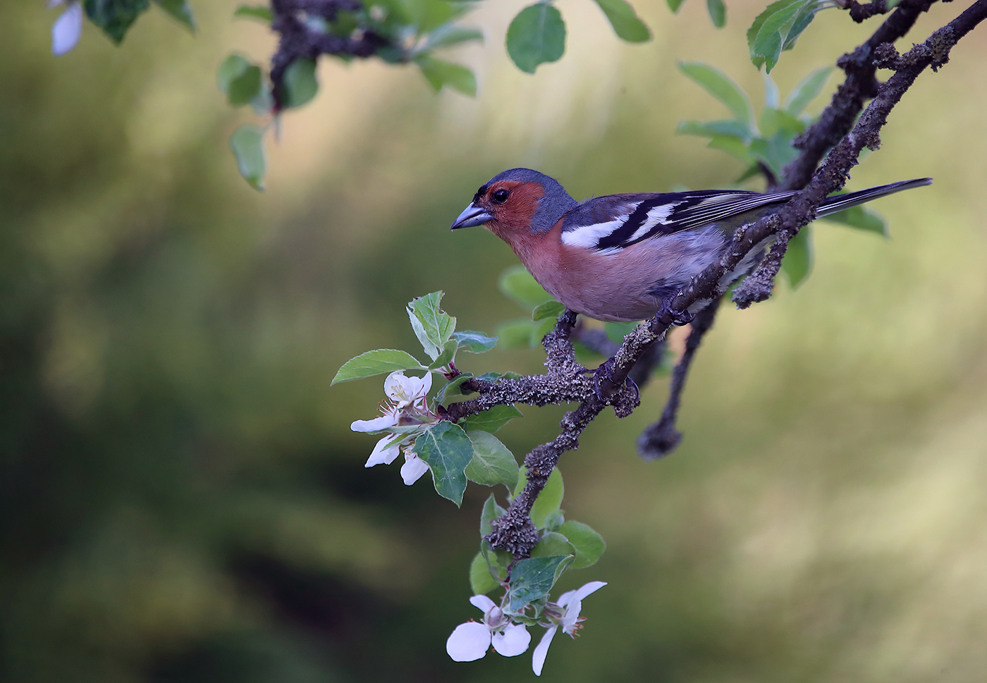 майский зяблик