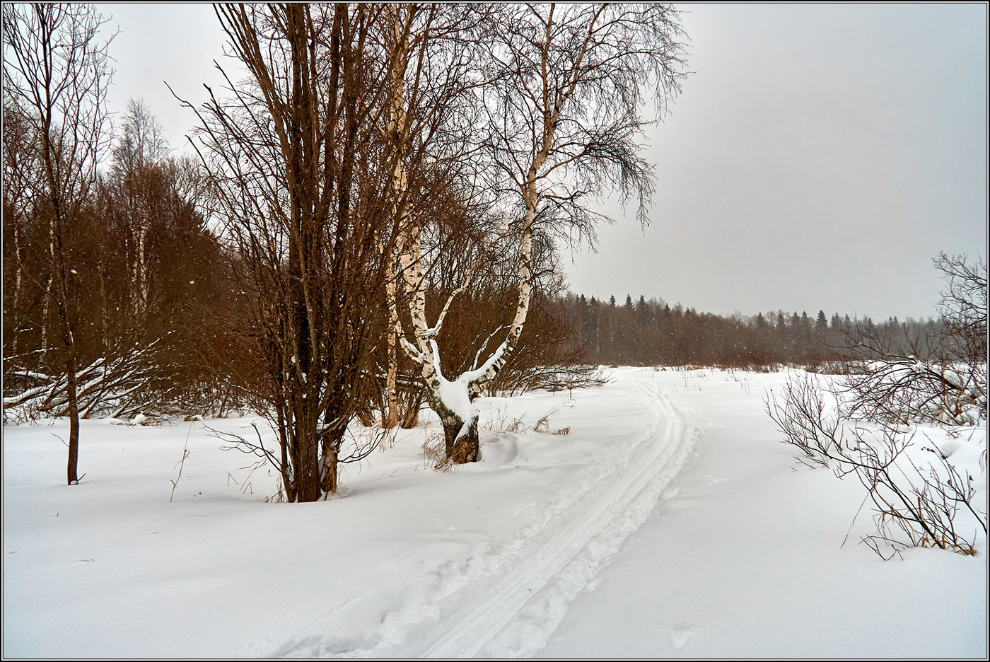 Зимний лес.
