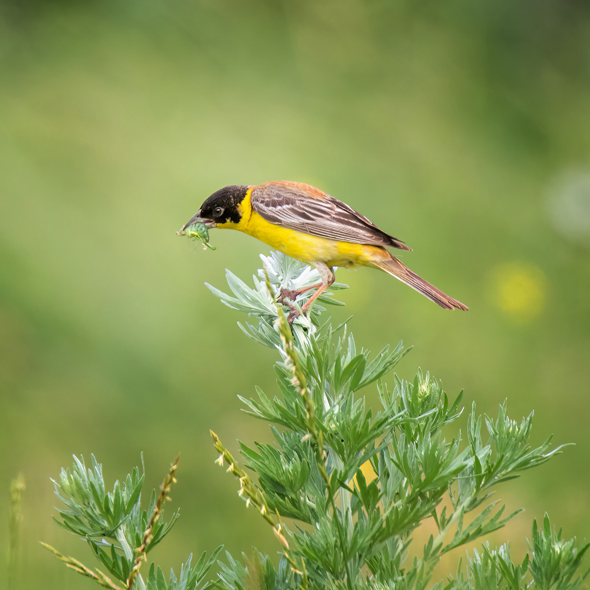 Черноголовая овсянка