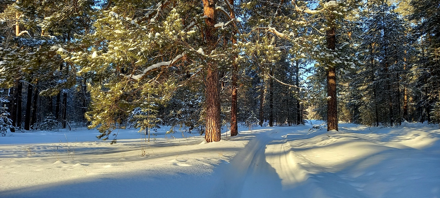 Сузунский лес