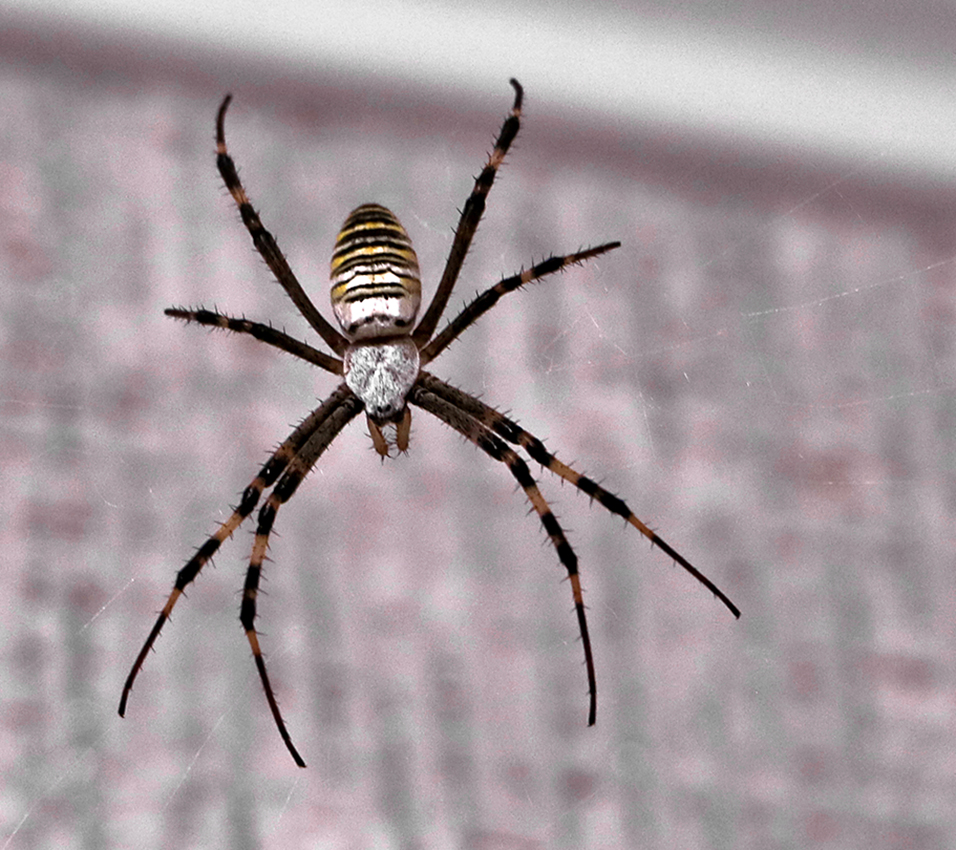 Осьминогий красавец