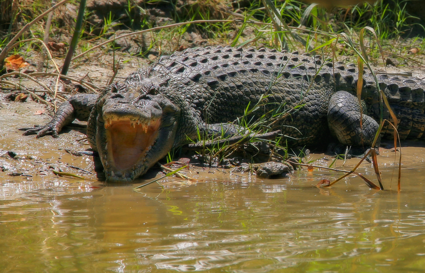 "Что кушает за обедом крокодил?"