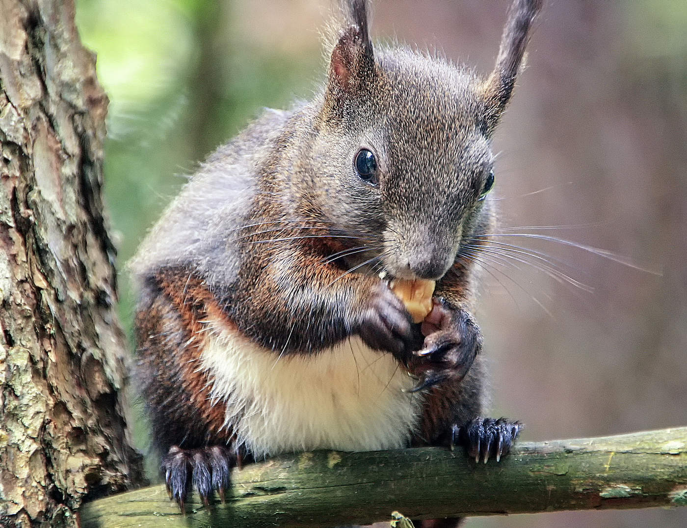 Альпийская белочка