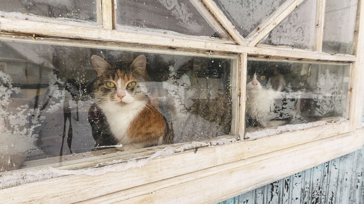 Жизнь вокруг