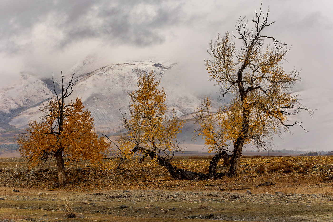 Шаманские танцы