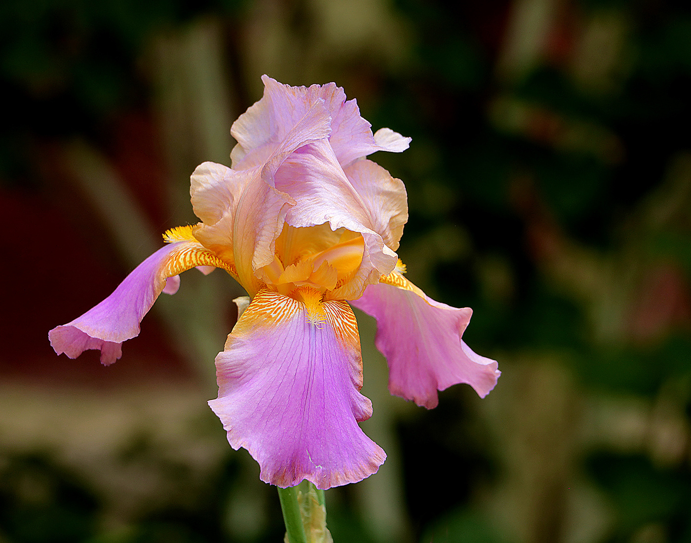 Ирисовая нежность