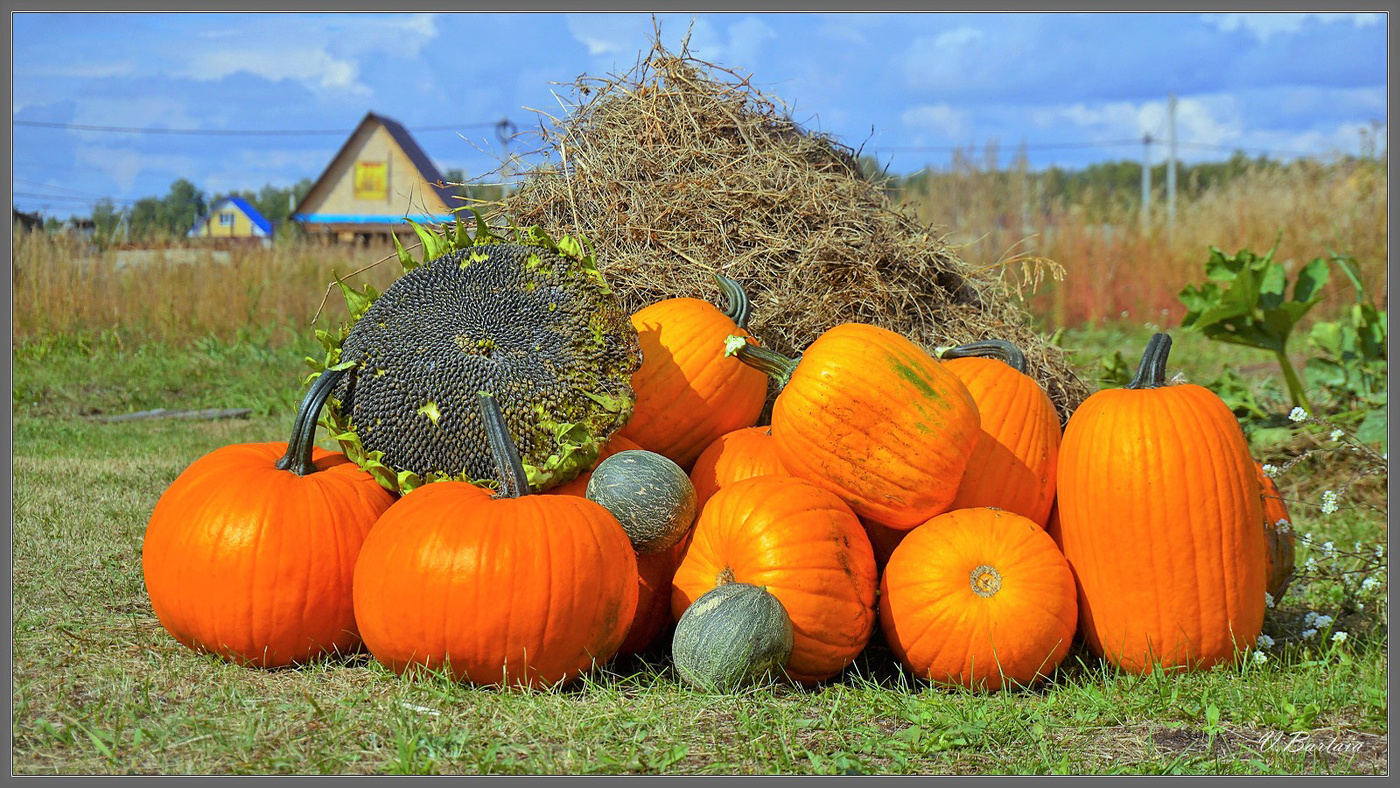 Мои солнышки