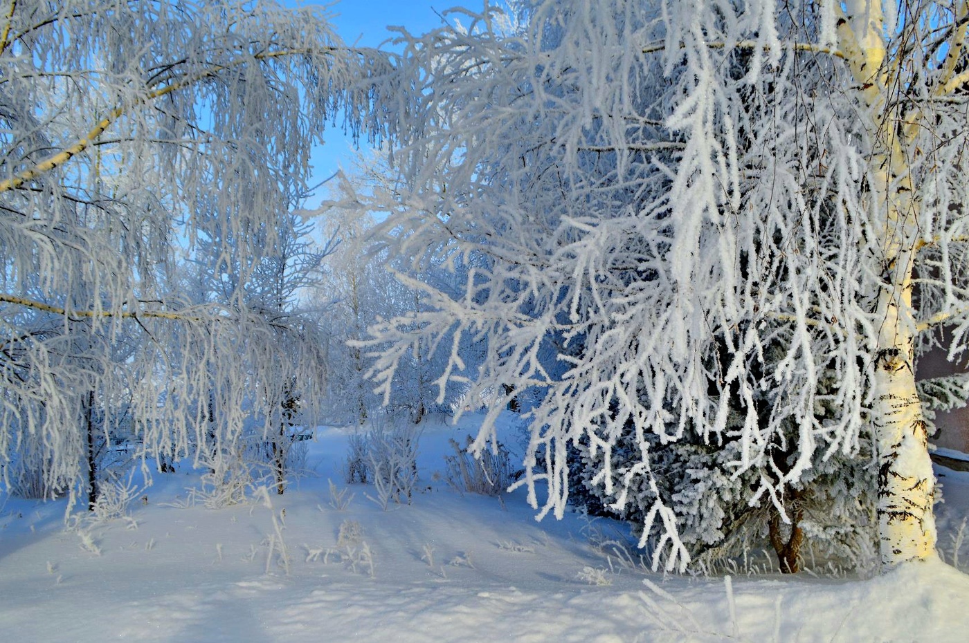 белая береза