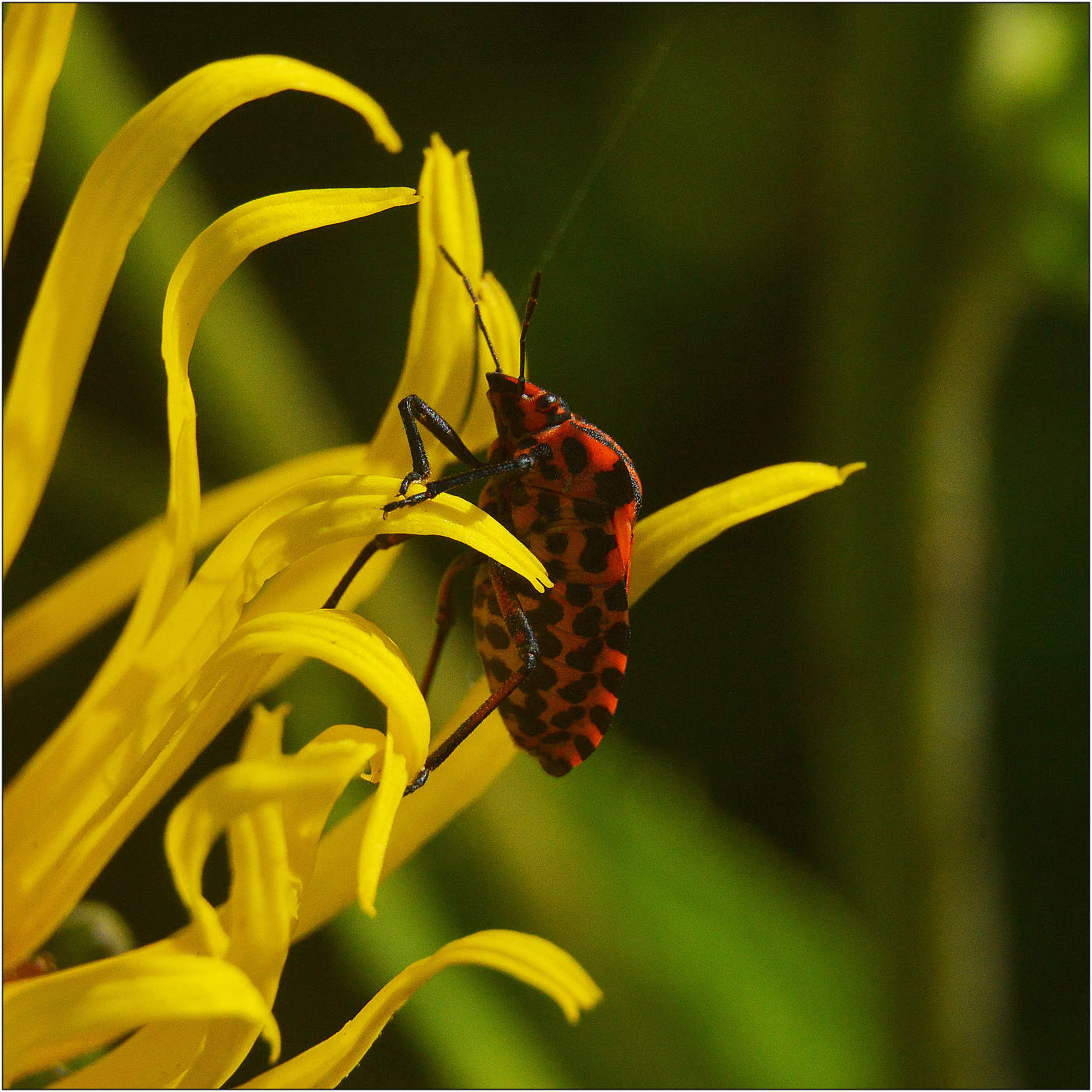 Уходящее Лето.