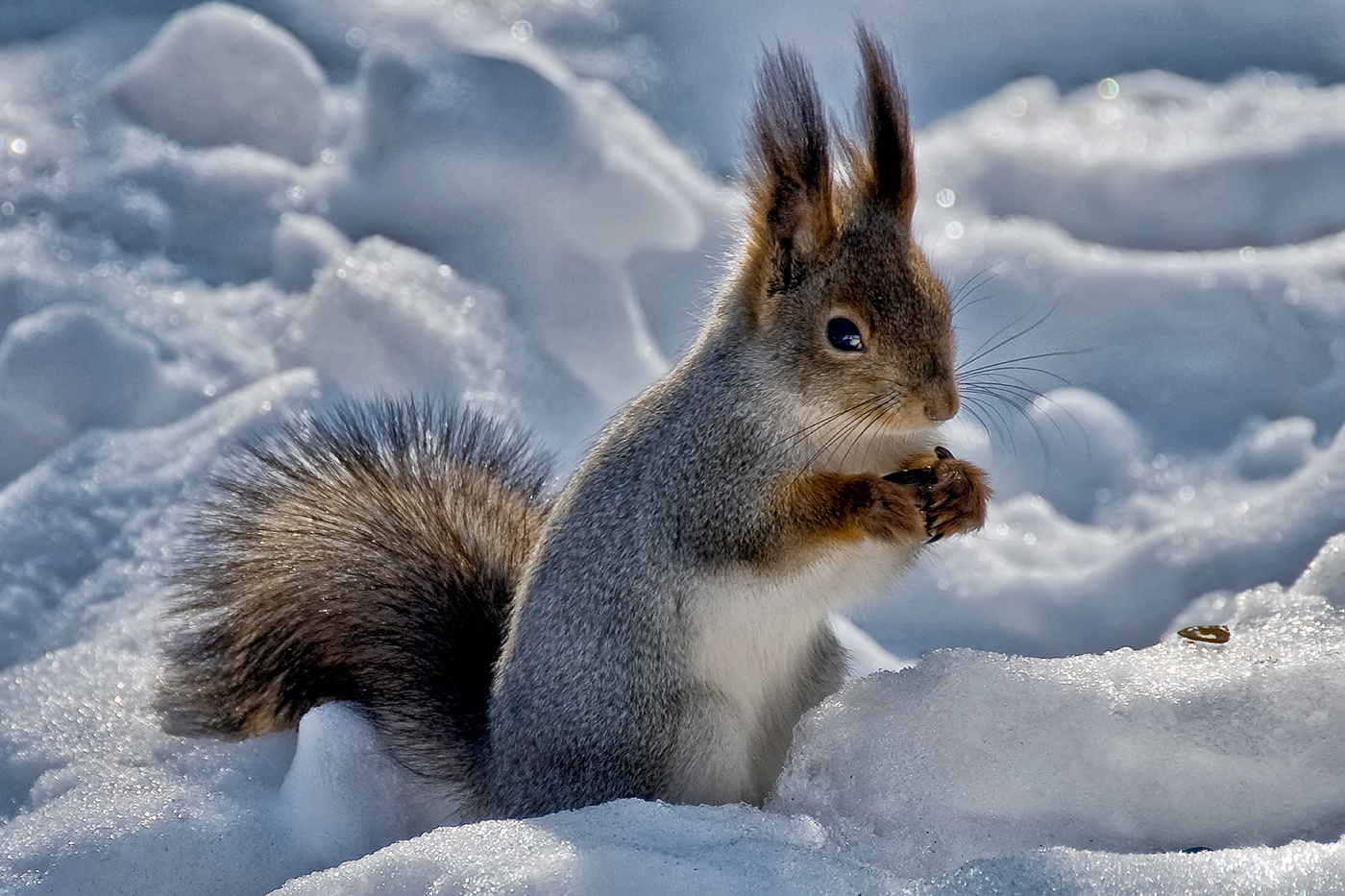 Одну семечку беру, на другую смотрю..
