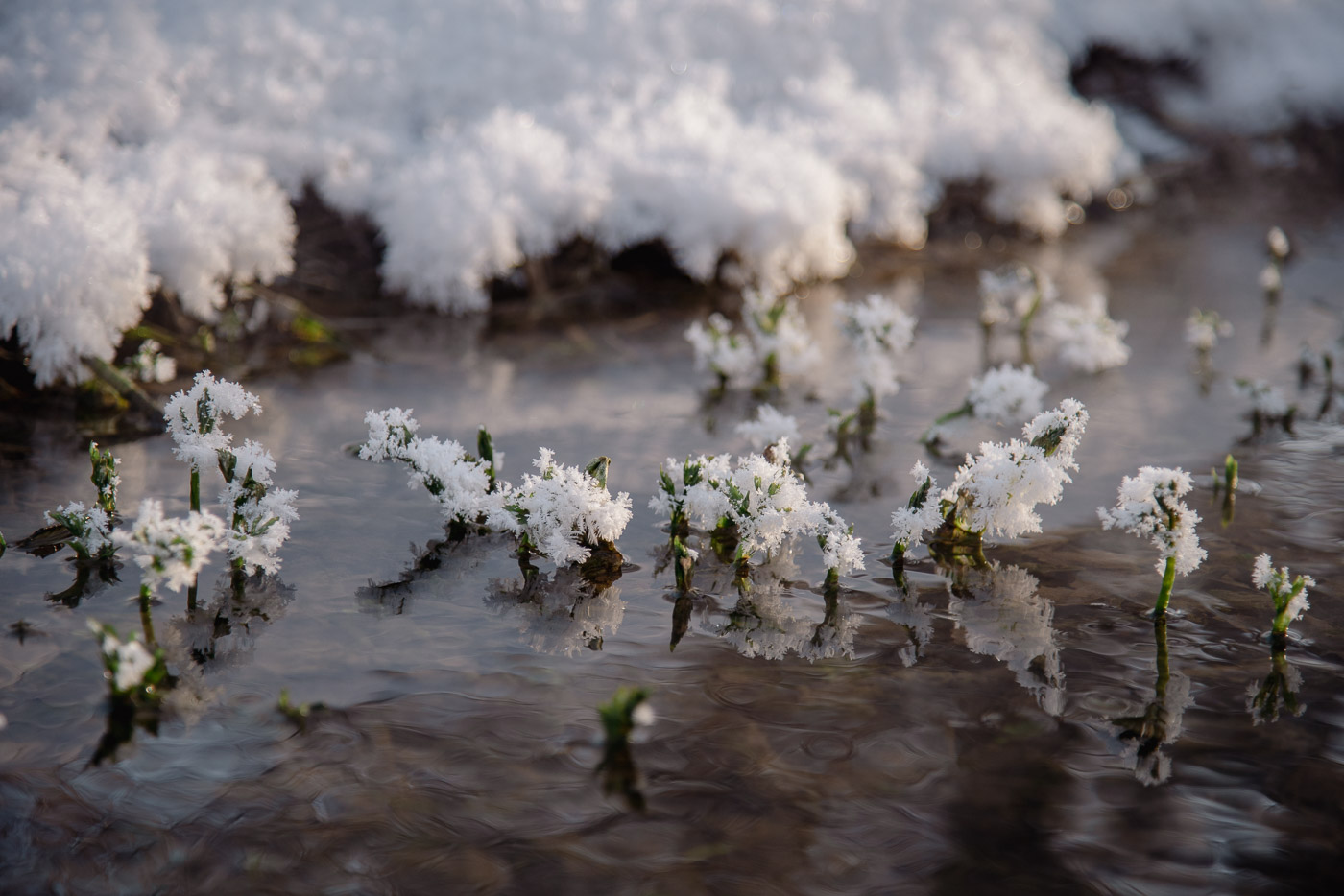 Принарядились