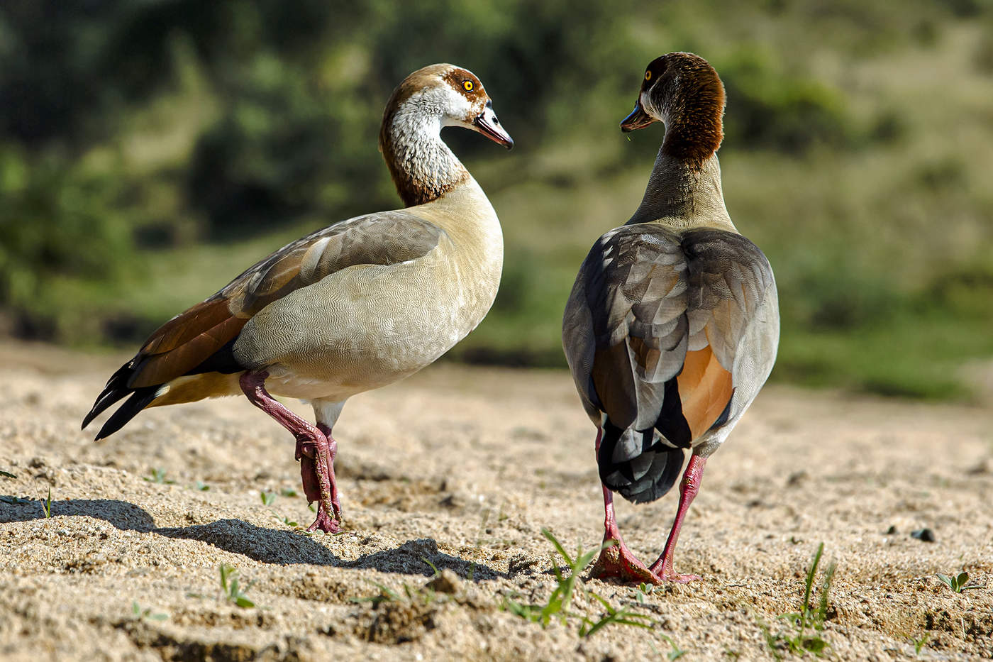 Утиная история