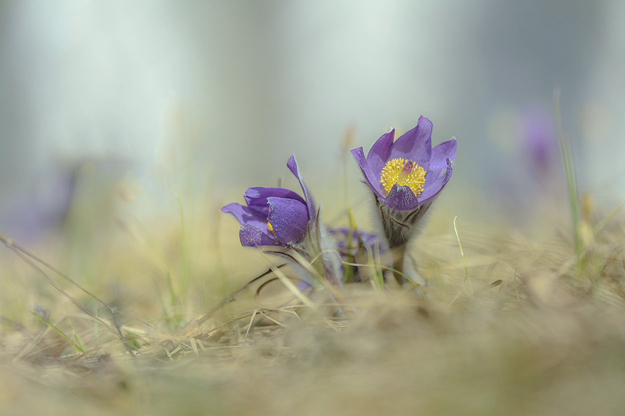 Запах весны.