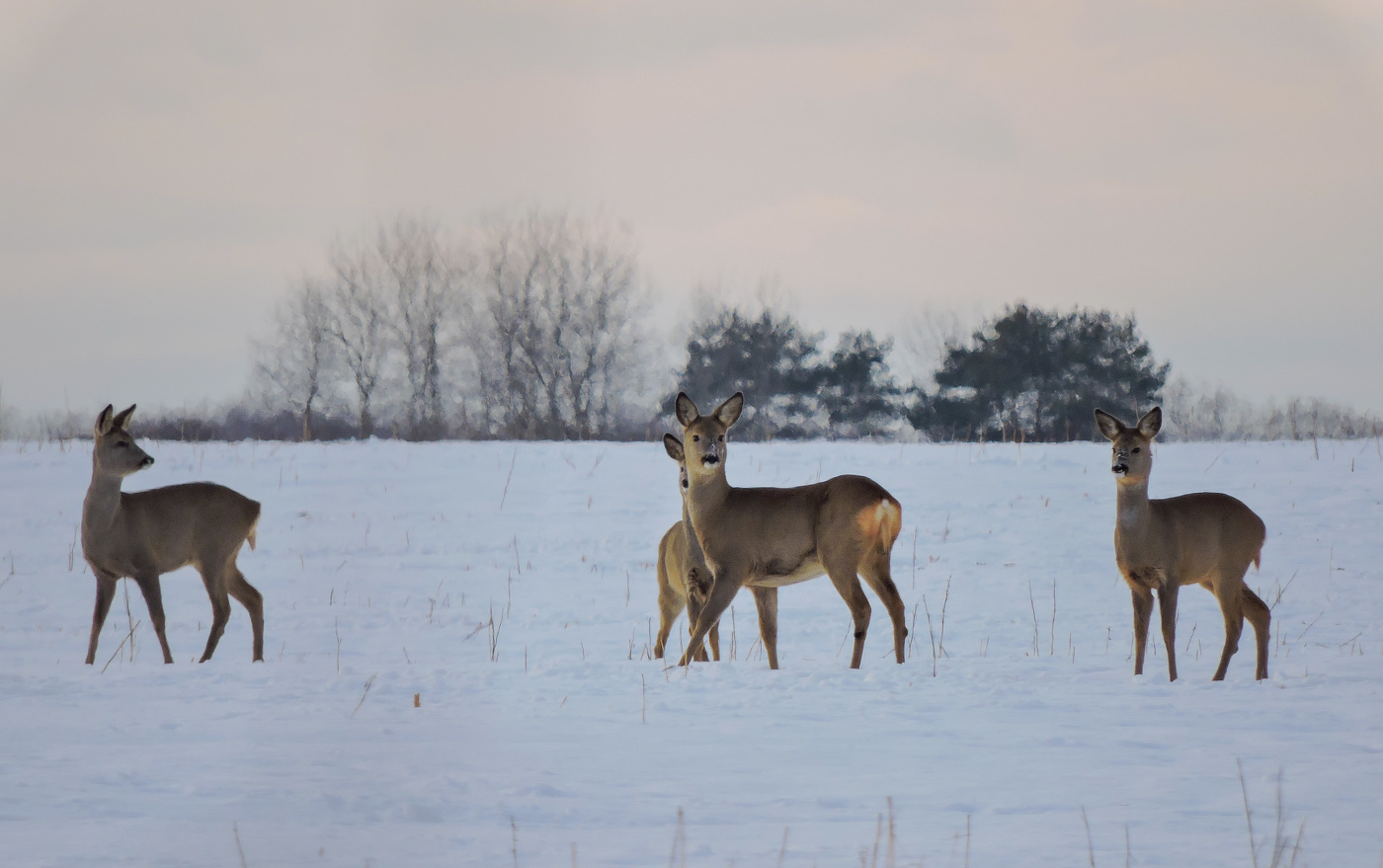 Гоп-компания