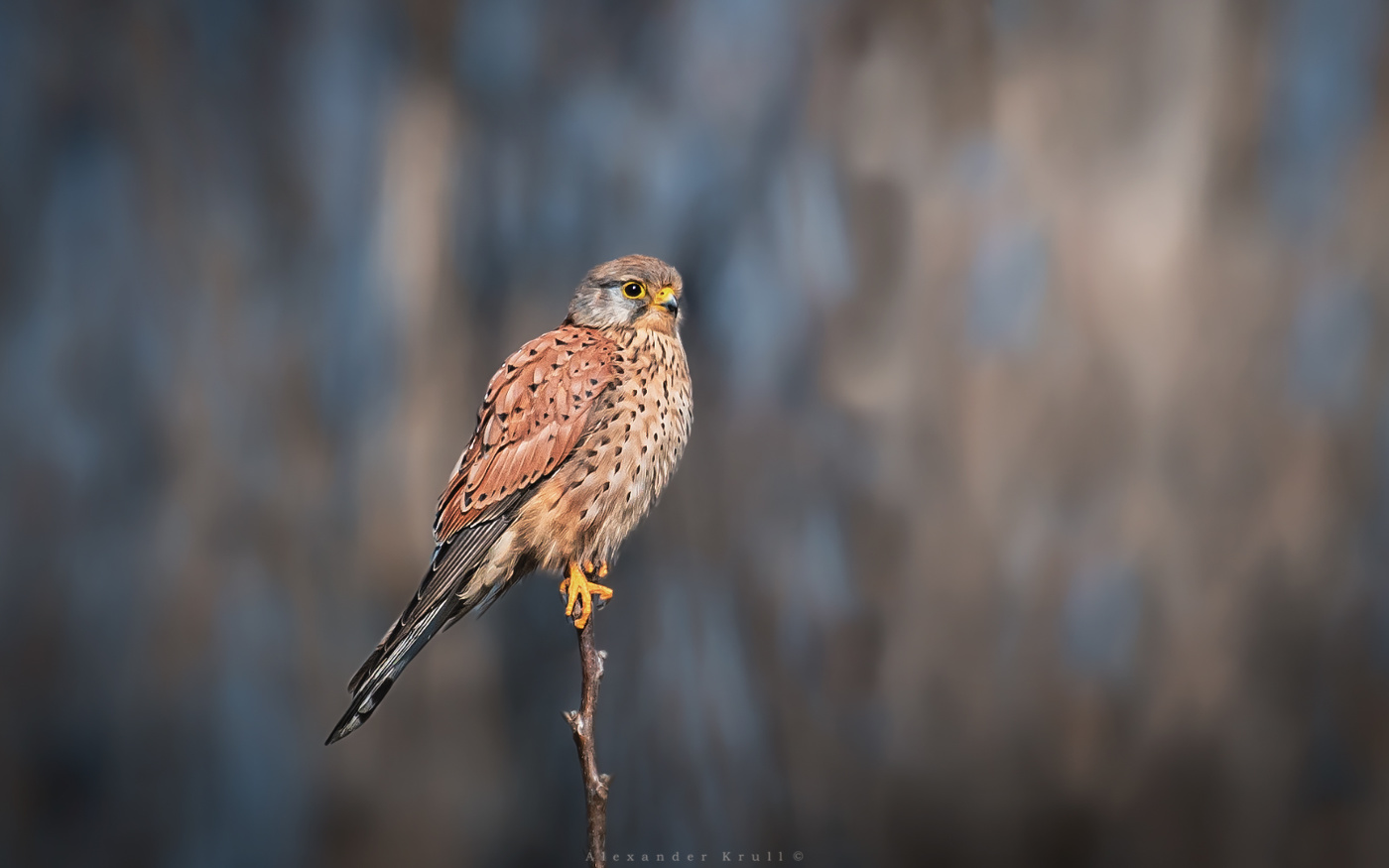 Высоко сижу, далеко гляжу...