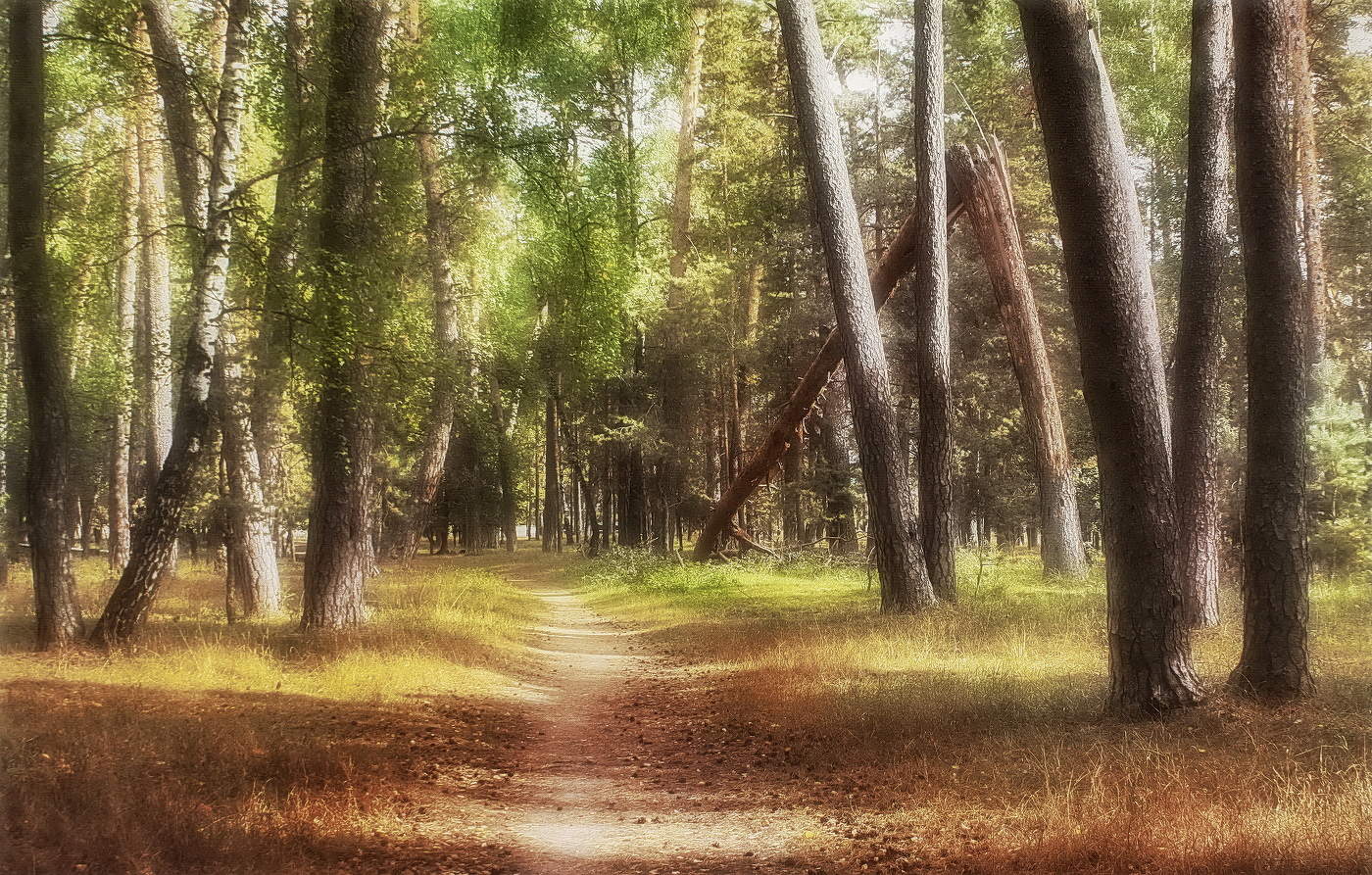 Полдень в сосновом бору