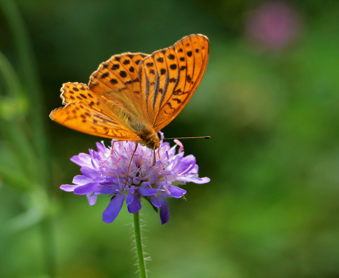 Летний этюд