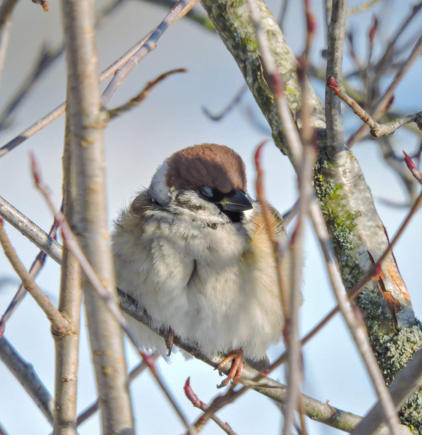 Сладкая дрёма
