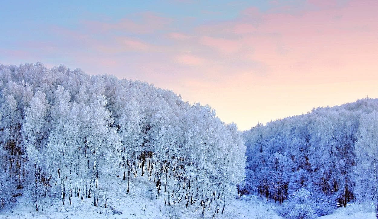 Мороз покрыл инеем природу
