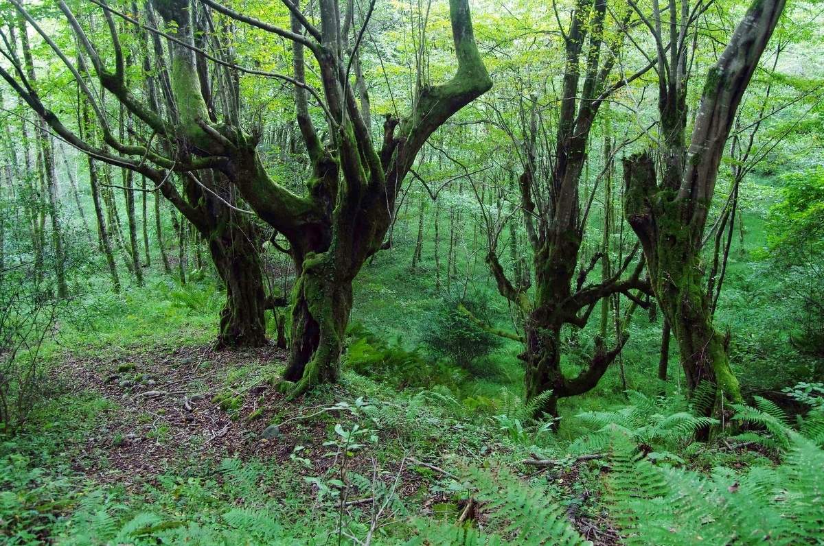 Сказки леса.