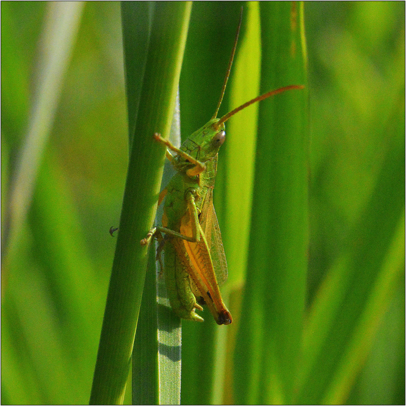 Родное все.