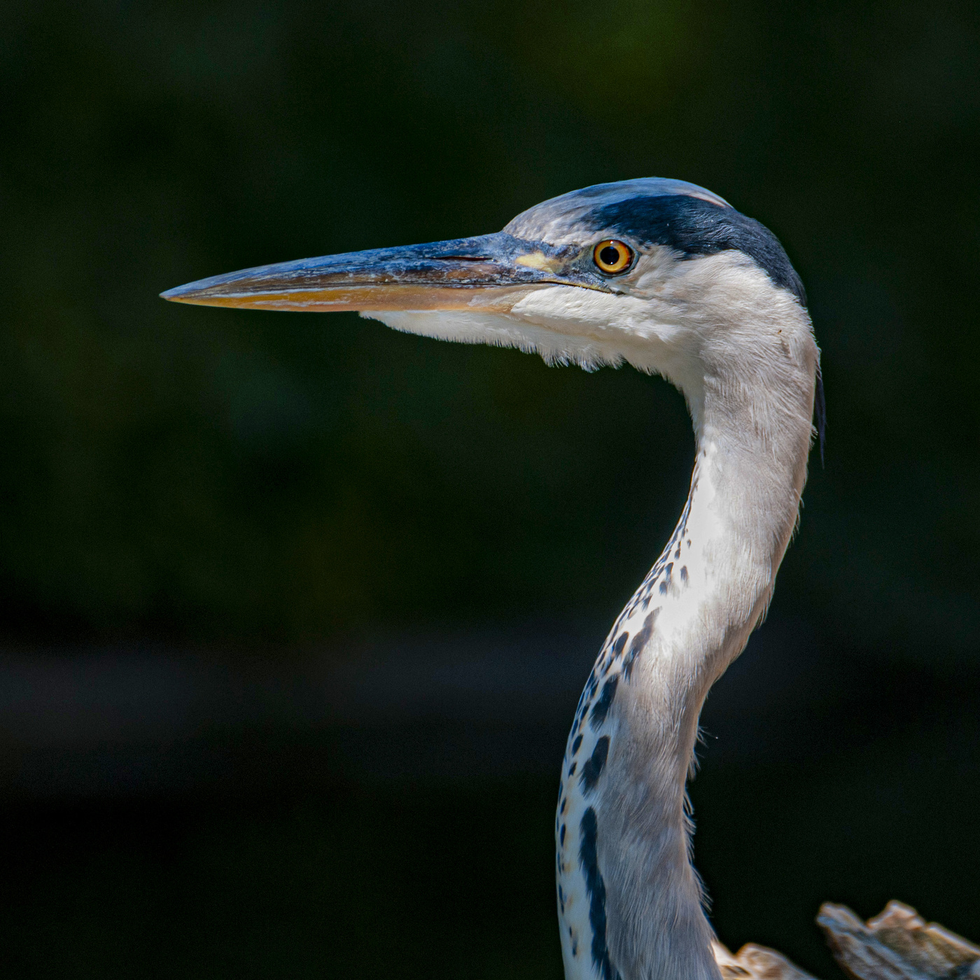 Цапля серая