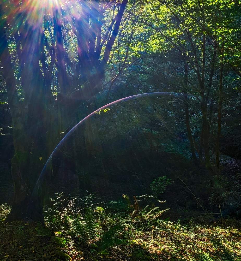 Лесные сказки...