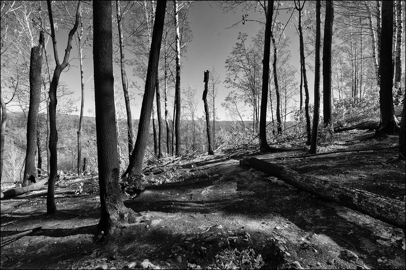 это лес, если что