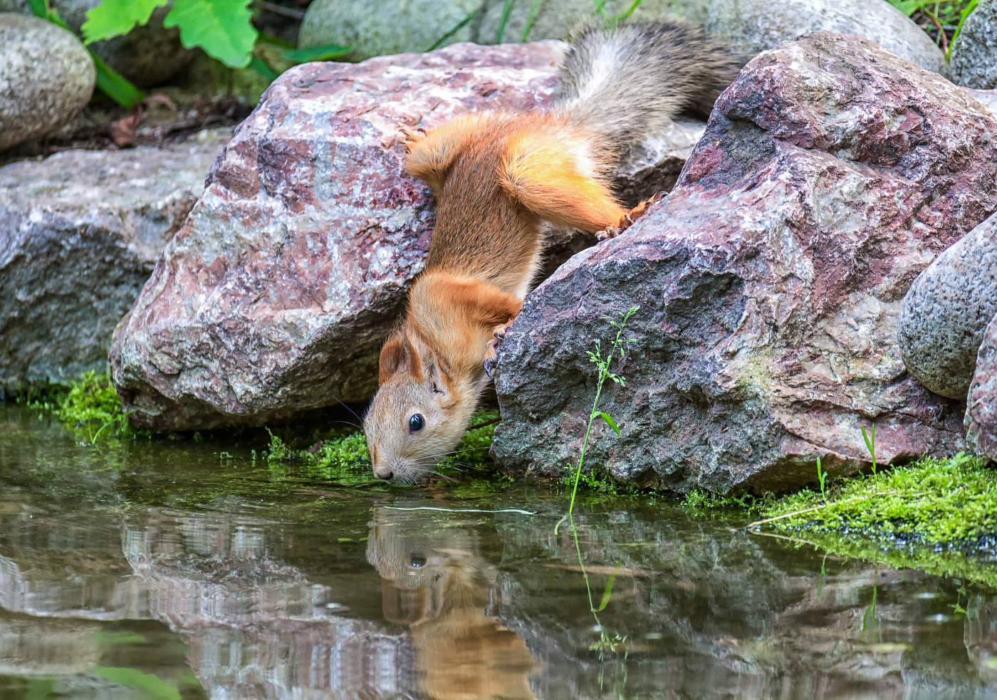 жарко, пить хочется..