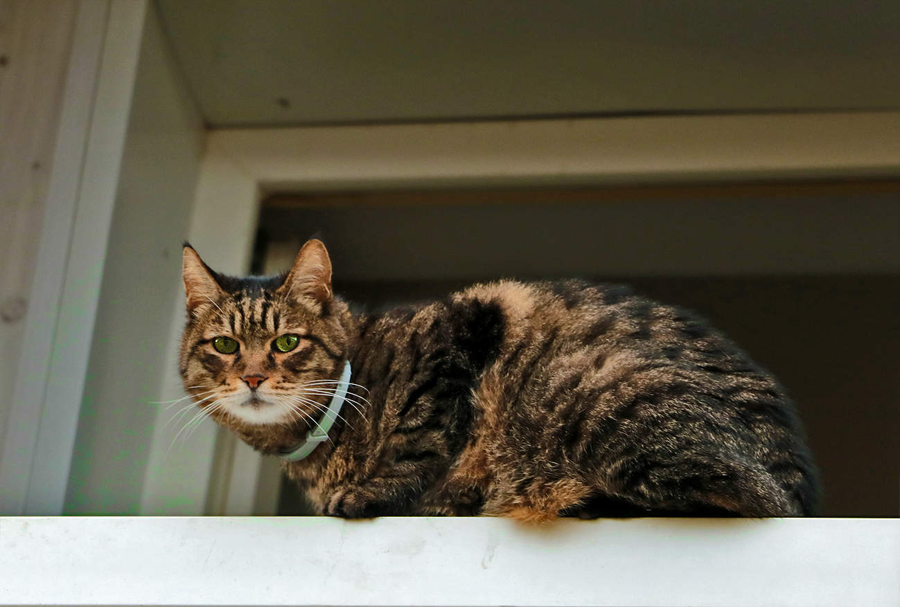 Сидит кошка на окошке