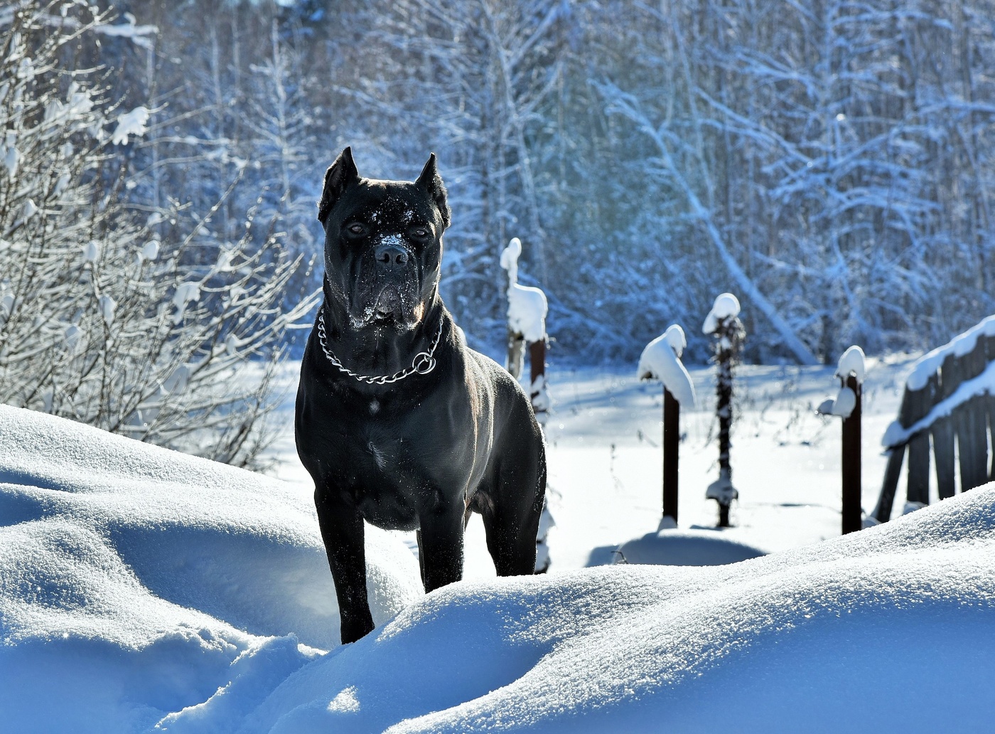"Чужие здесь не ходят ..."
