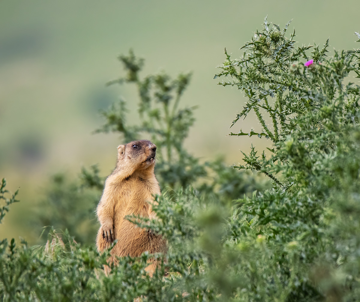 Жизнь за колючкой