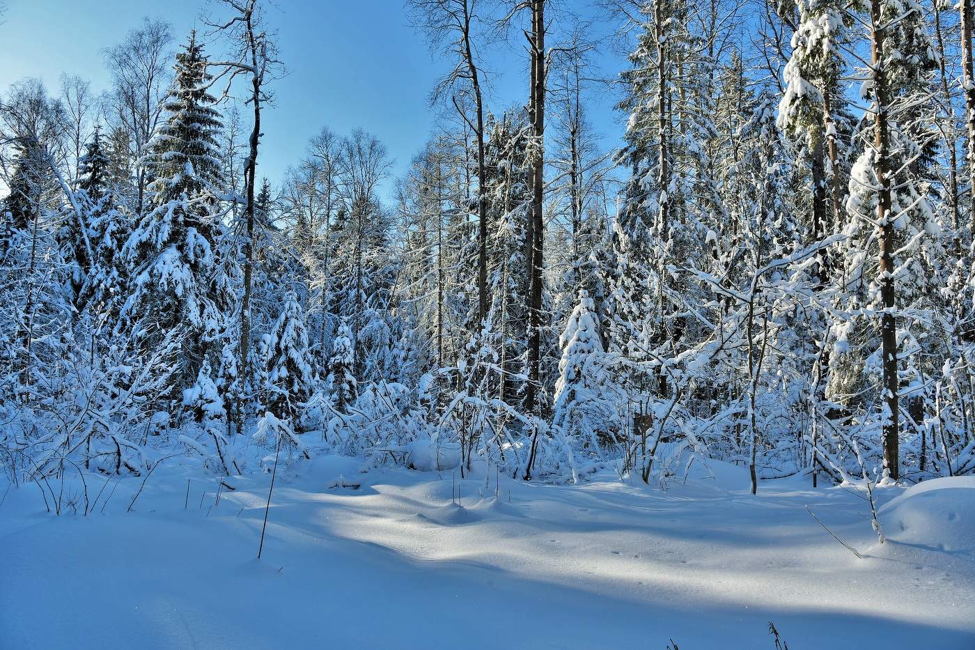 "Поет зима - аукает, мохнатый лес баюкает ..."